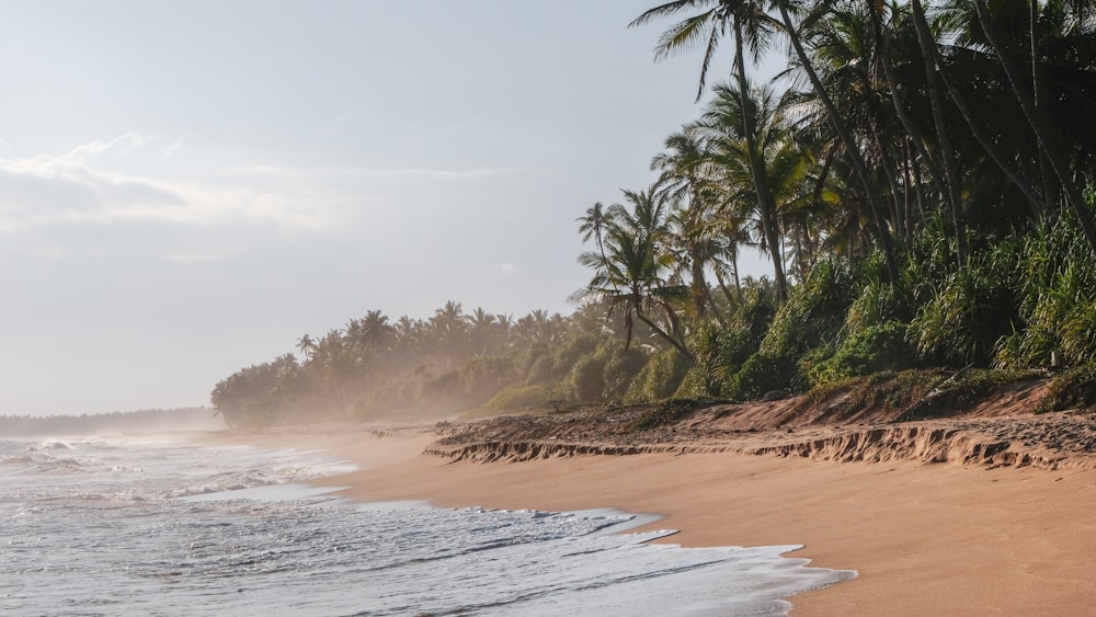 green palm trees on beach shore during daytime