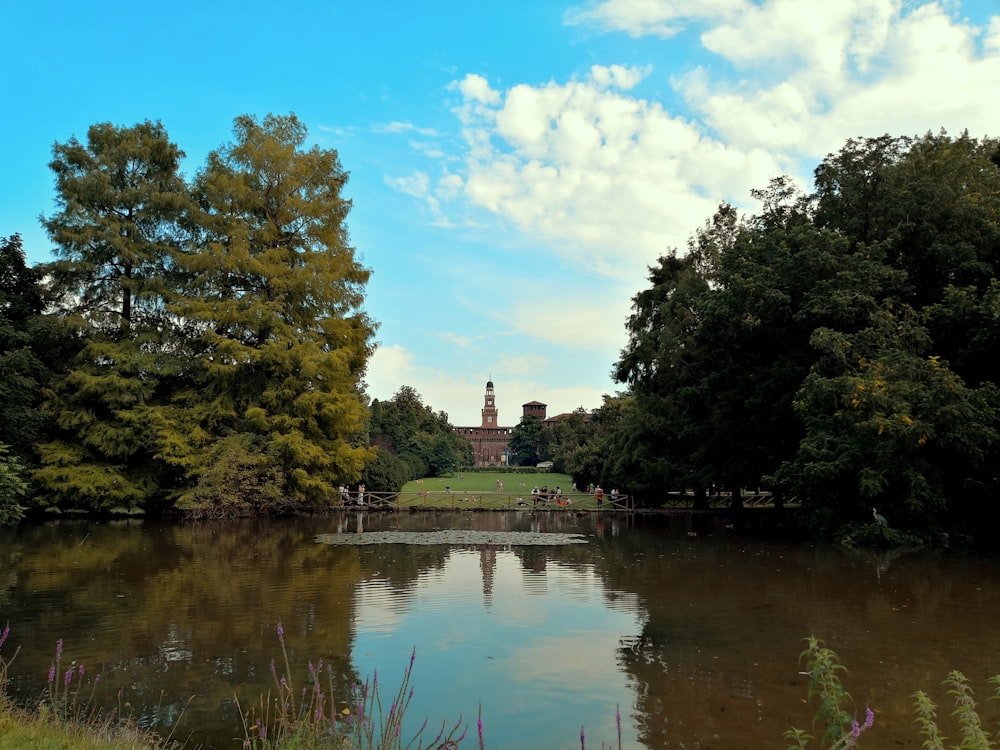 green trees beside river under blue sky during daytime