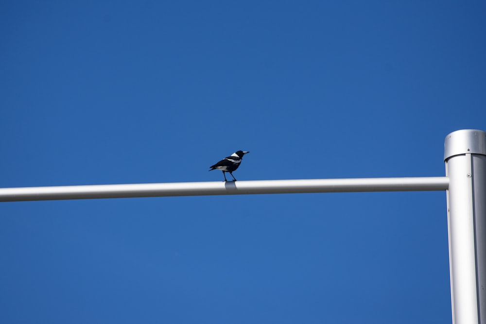 schwarz-weißer Vogel auf weißer Metallstange tagsüber