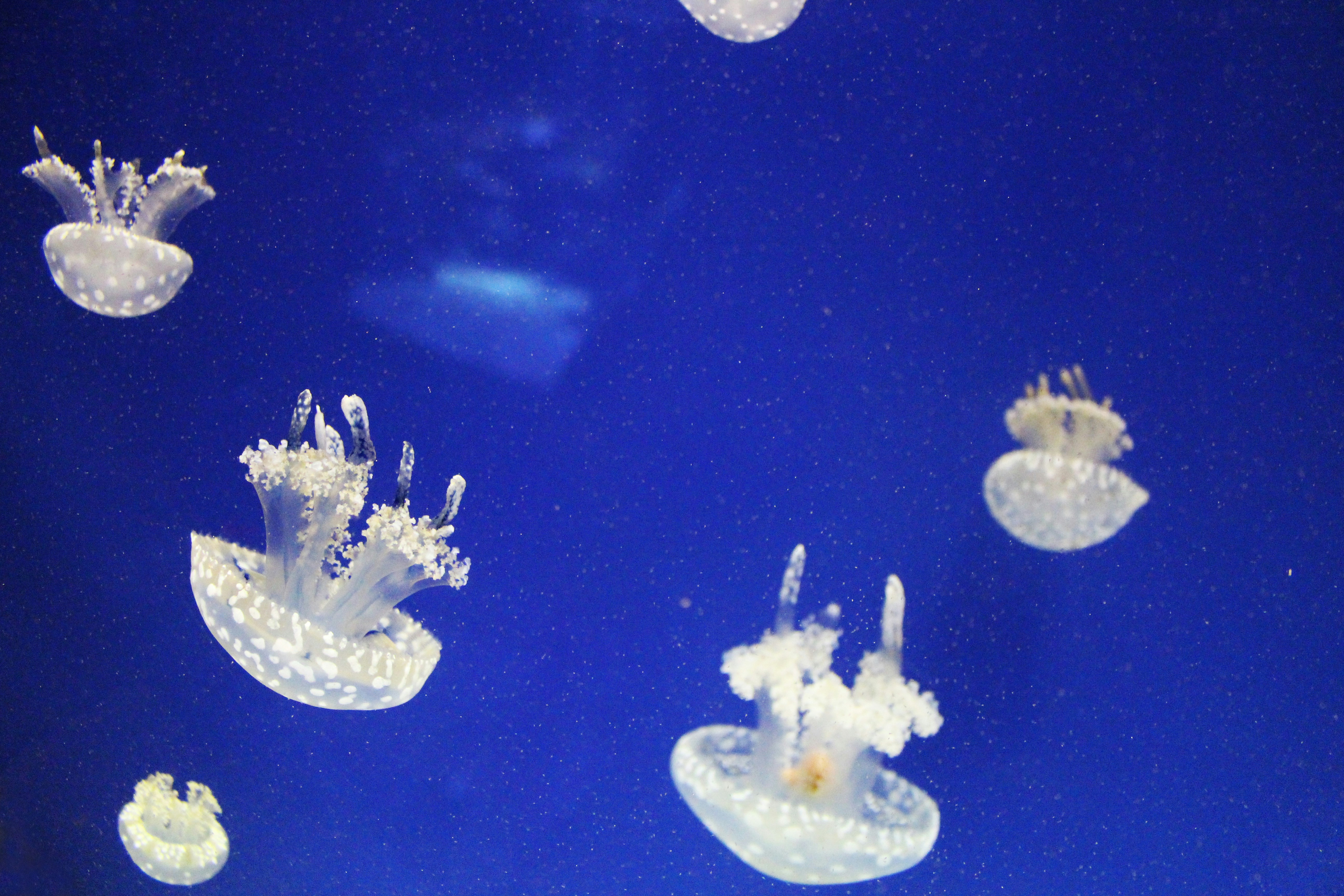 White jellyfish in blue water photo – Free Animal Image on Unsplash