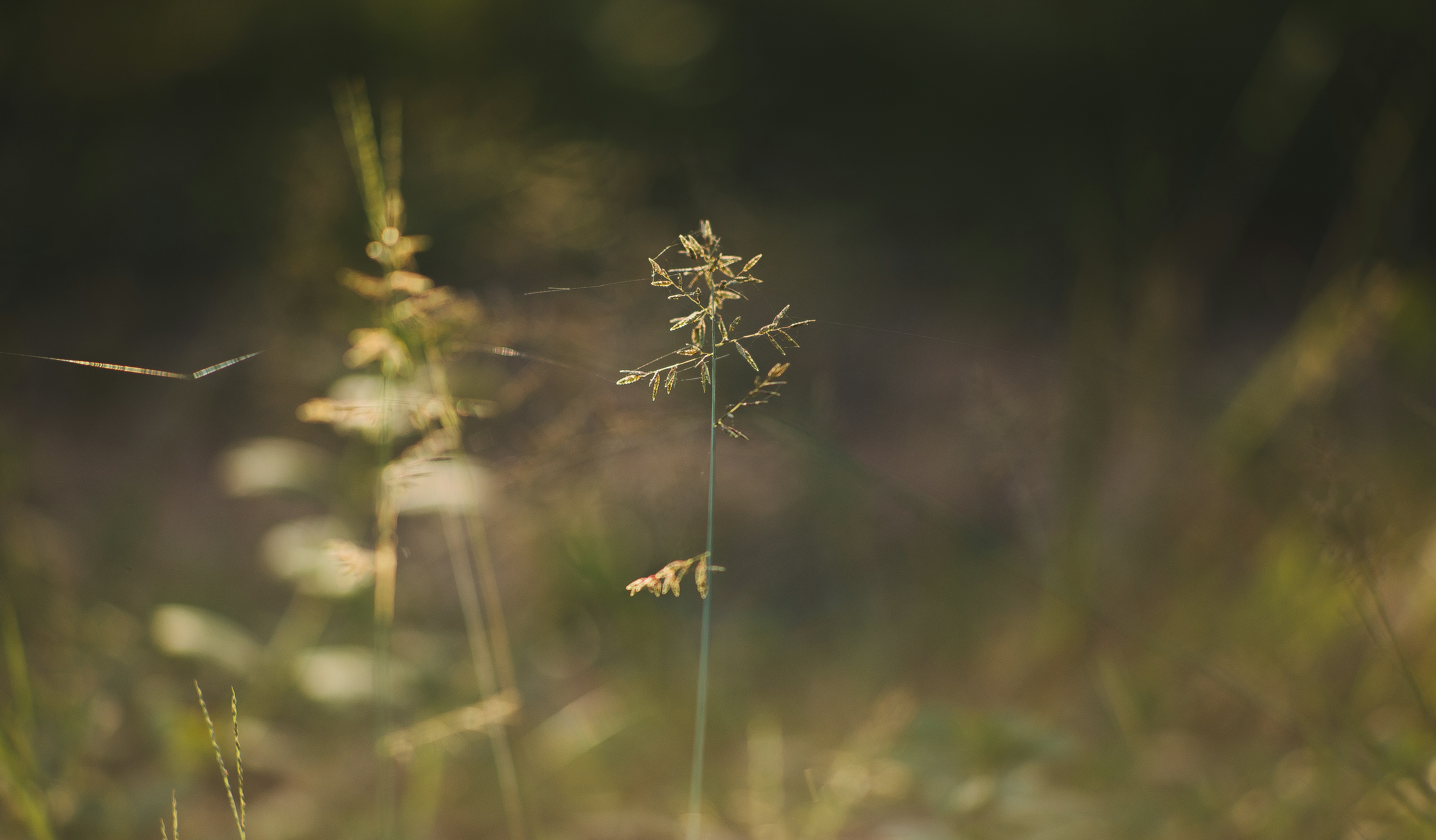 Photo by vanquynhgiang