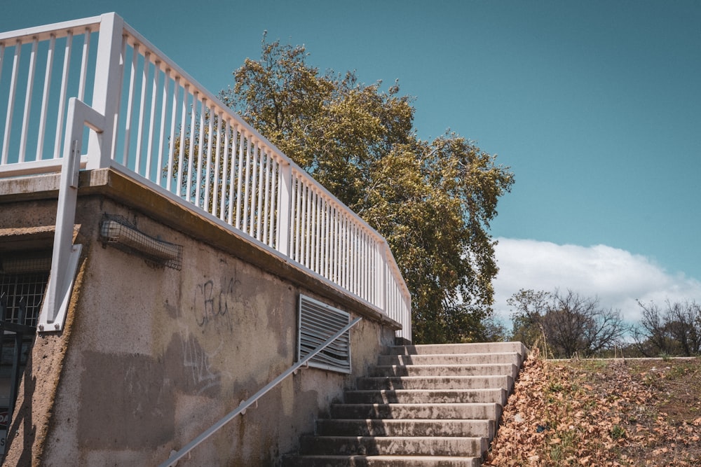 green tree beside gray concrete wall