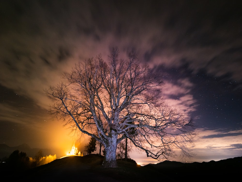 leafless tree on hill during sunset