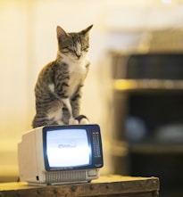 silver tabby cat on gray crt tv