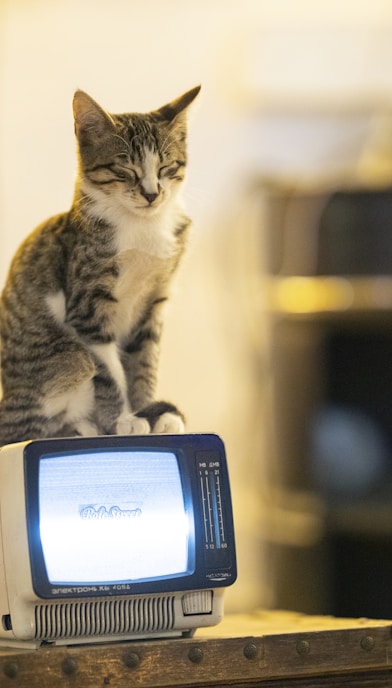 silver tabby cat on gray crt tv