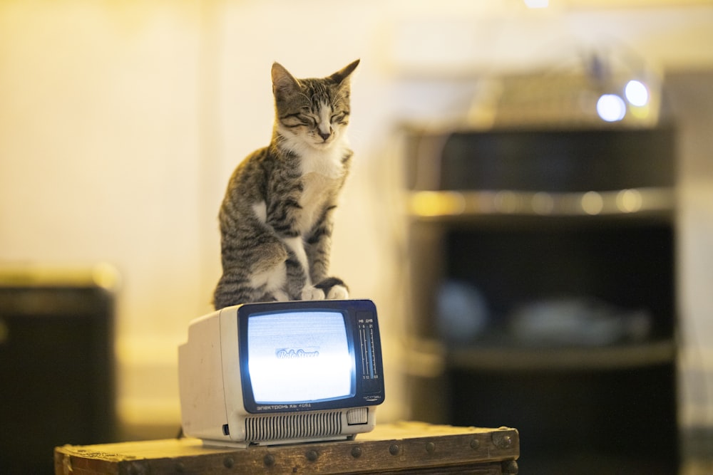 silver tabby cat on gray crt tv