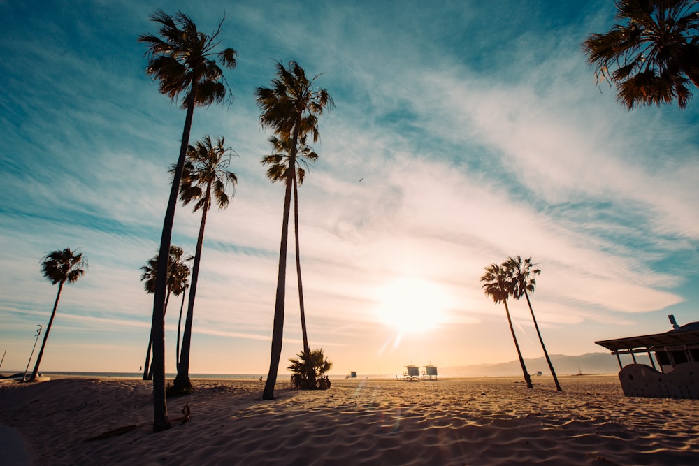 palm trees on beach during sunset