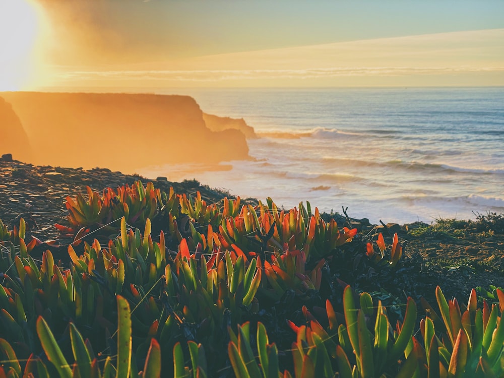 green and yellow plant near sea during daytime