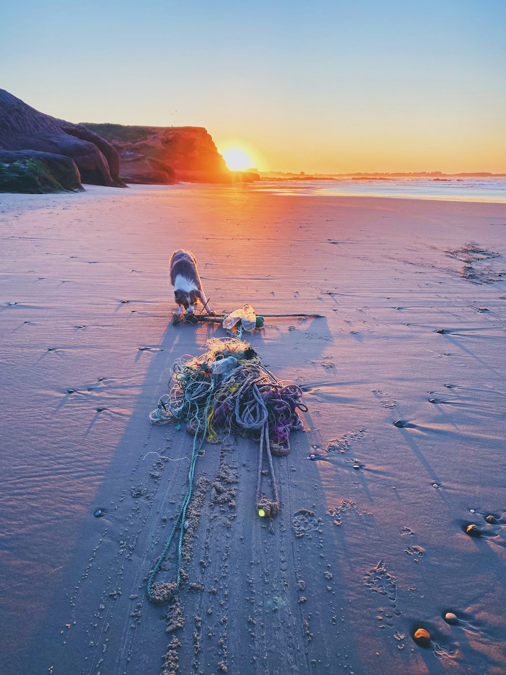 a dog digging in the sand on a beach