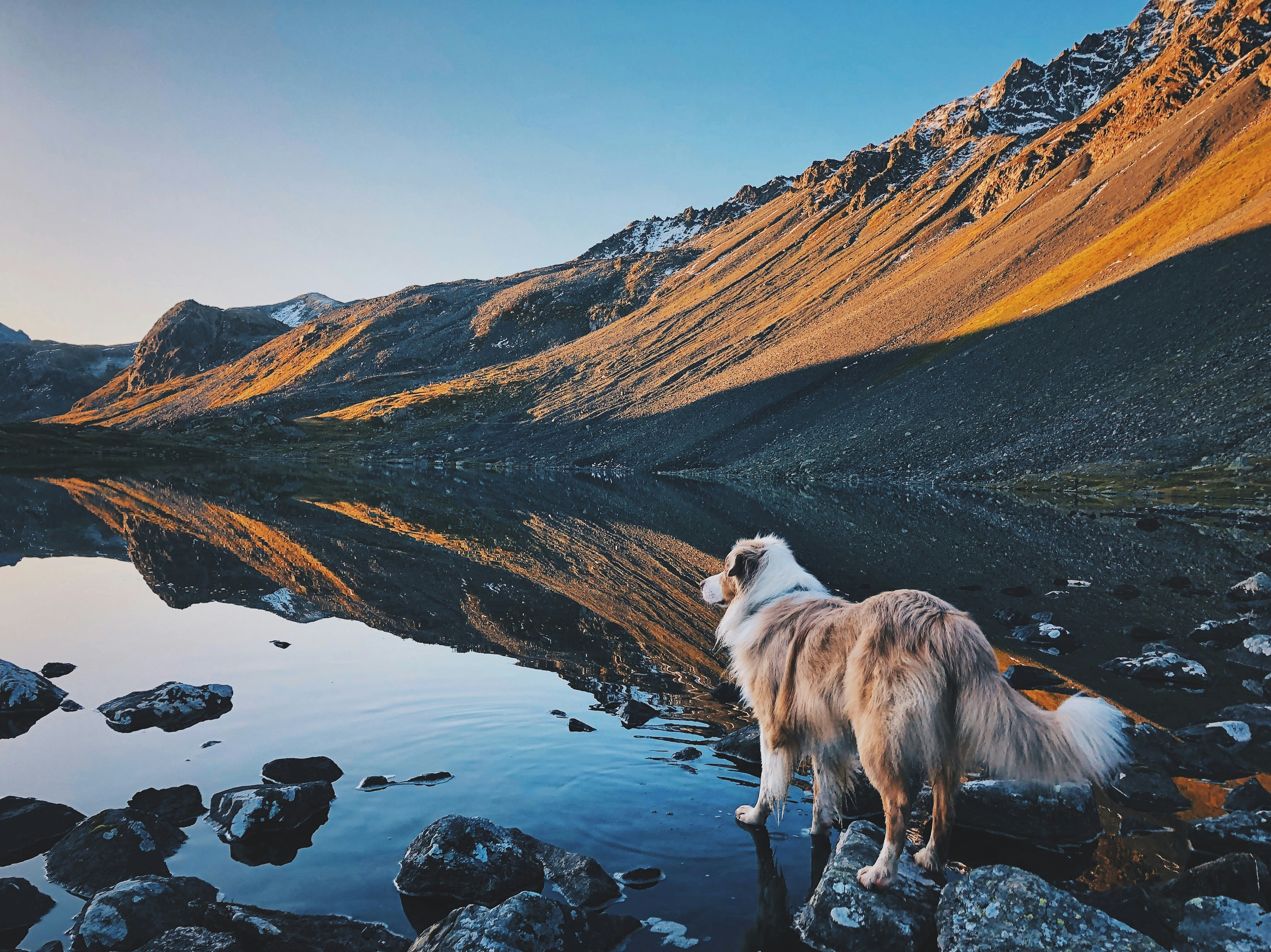 white and brown long coated dog standing on rocky ground during daytime, Aussie sunrise reflection