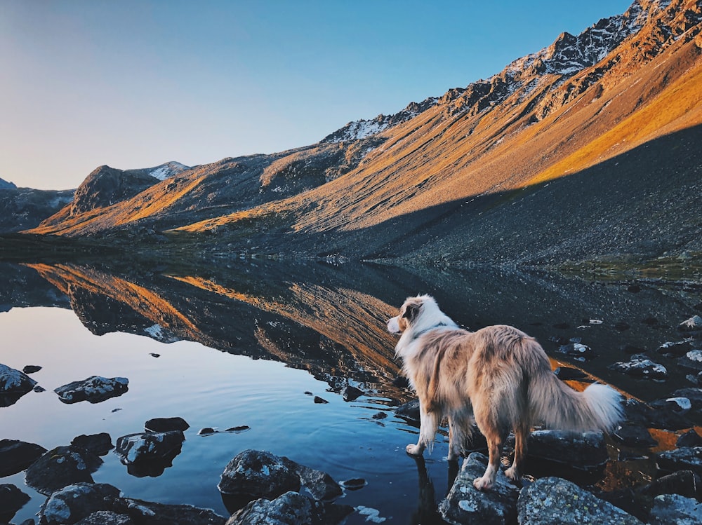 white and brown long coated dog standing on rocky ground during daytime