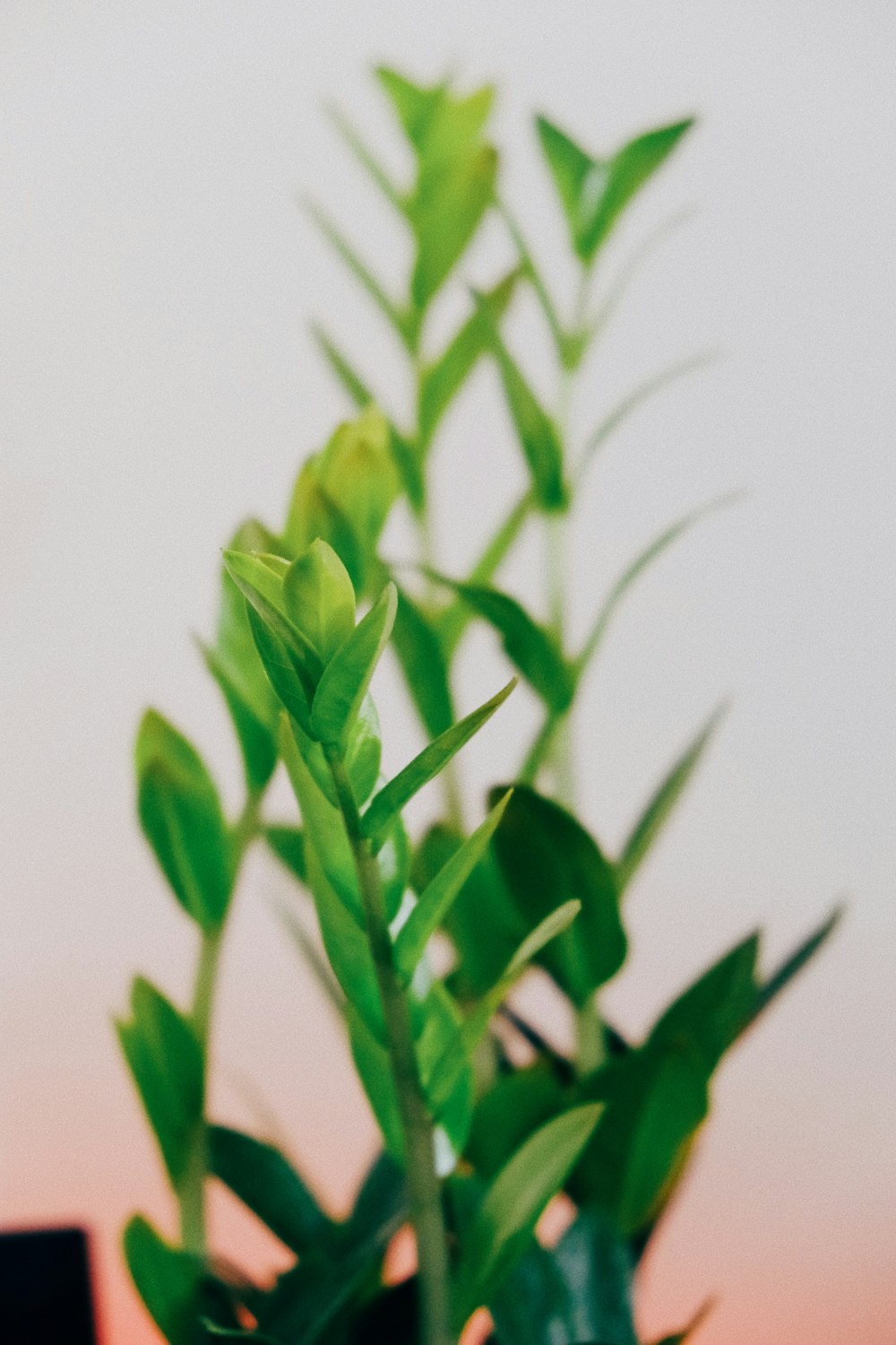 green plant in white background