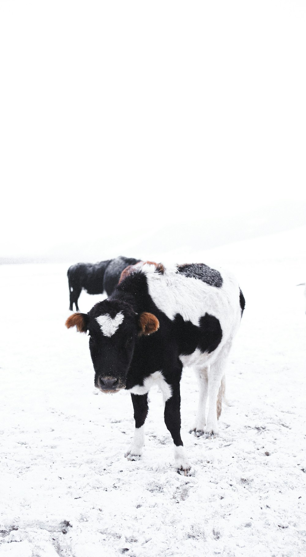 black and white cow on snow covered ground