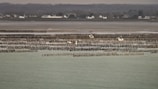 An expansive oyster farm stretches across a coastal area with numerous rows of wooden stakes in the water. The background features a shoreline with houses and distant hills under a cloudy sky.
