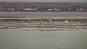 An expansive oyster farm stretches across a coastal area with numerous rows of wooden stakes in the water. The background features a shoreline with houses and distant hills under a cloudy sky.