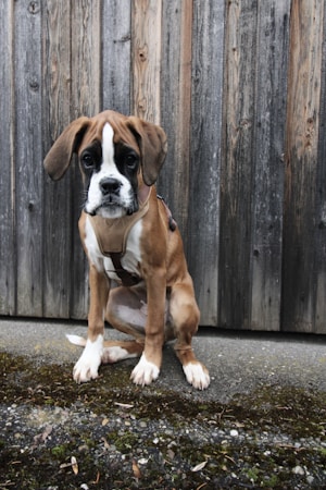 The Joy of Raising AKC Boxer Puppies