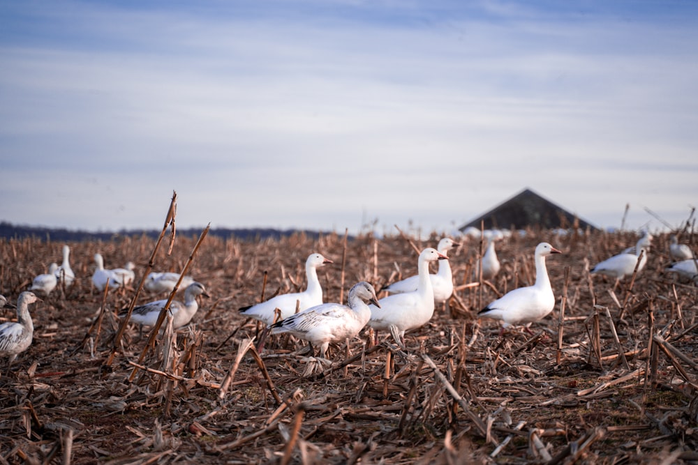 bandada de pájaros blancos en la hierba marrón durante el día