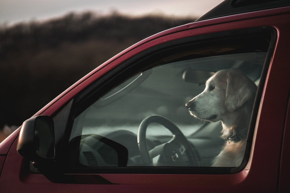 brown and white short coated dog inside car