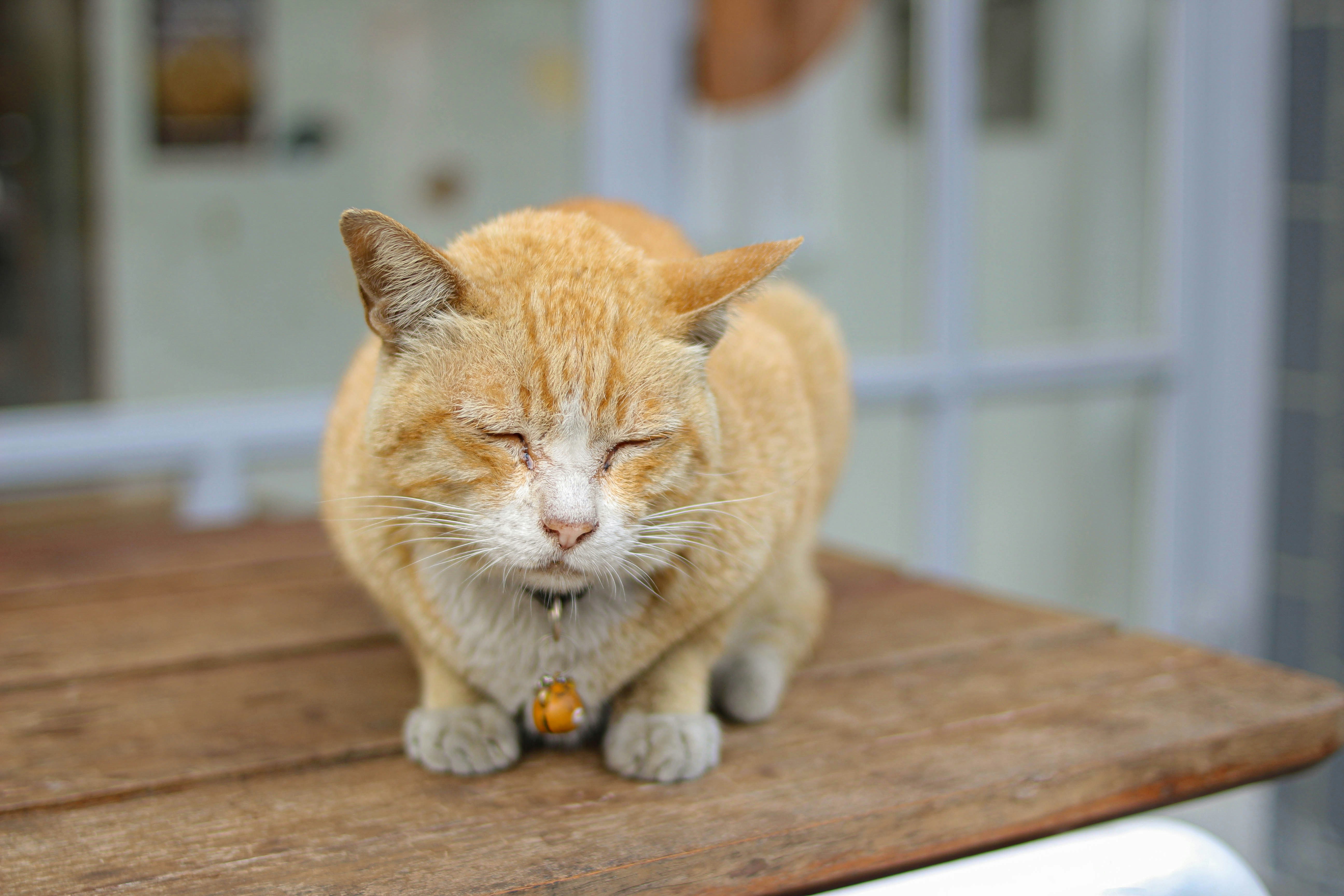 orange tabby cat on brown wooden table