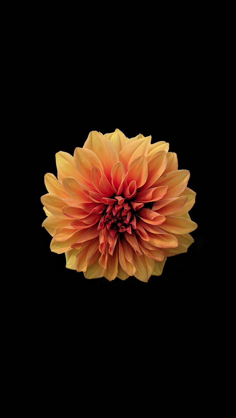 Photography Sunflower Wallpaper Laptop