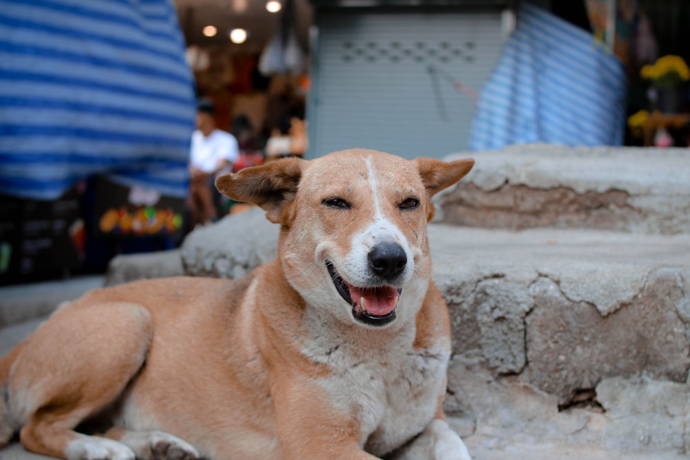 brown and white short coated dog sitting on gray concrete floor during daytime