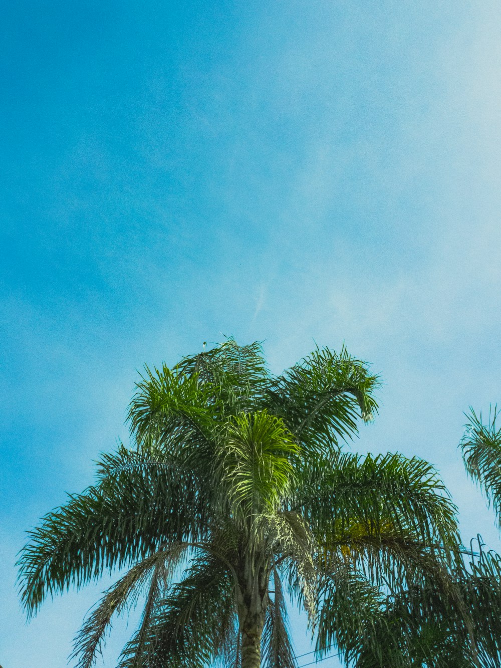 palma verde sotto il cielo blu durante il giorno