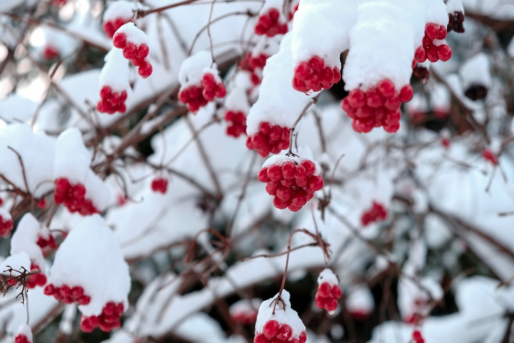 red round fruits covered with snow