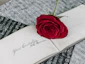 red rose on white book page