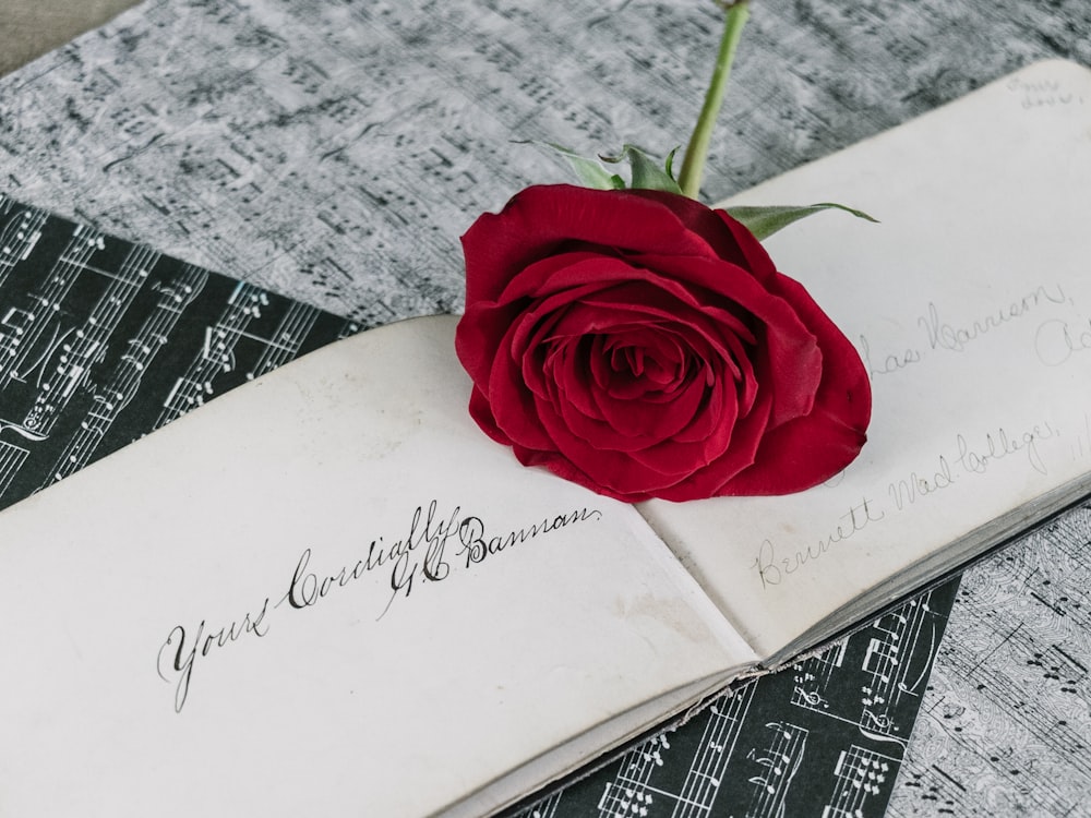 red rose on white book page