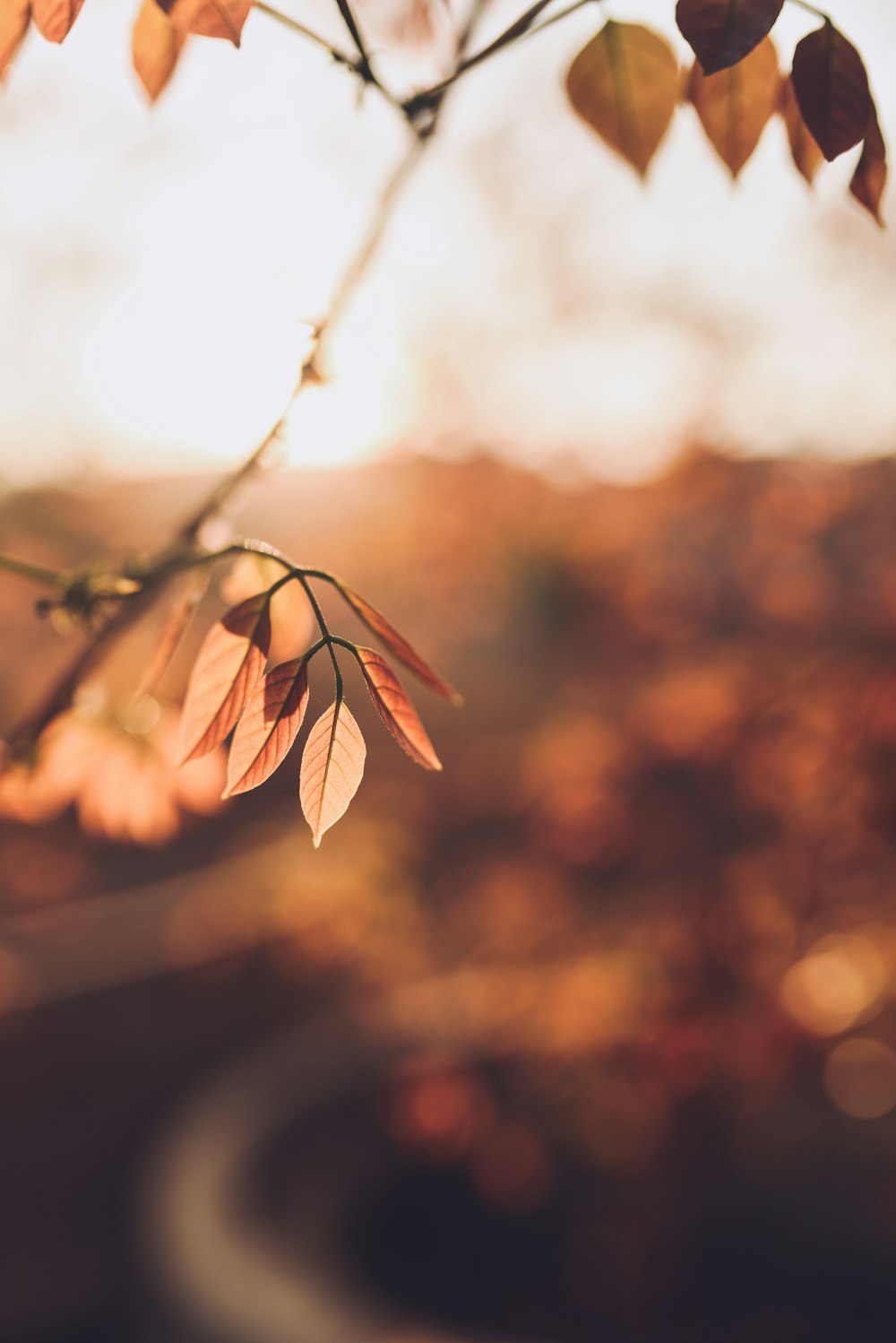 brown leaves in tilt shift lens