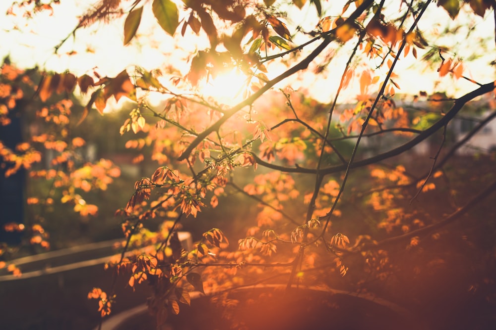 green leaves during day time