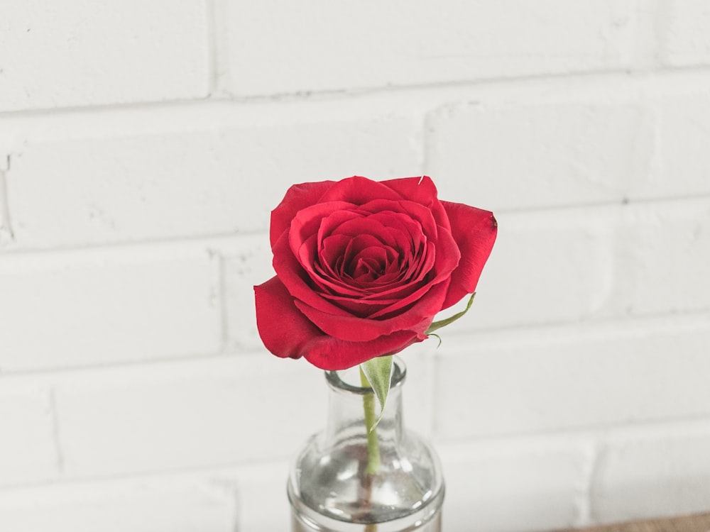 red rose in clear glass vase