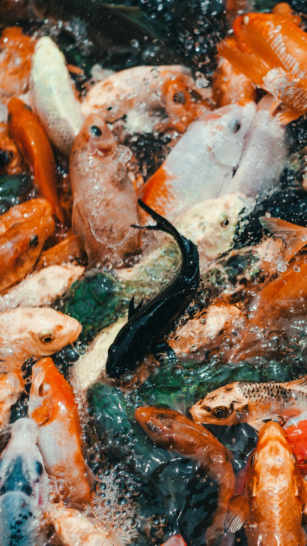 black and orange fishes in water