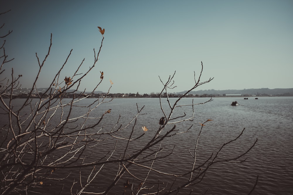 leafless tree on body of water during daytime