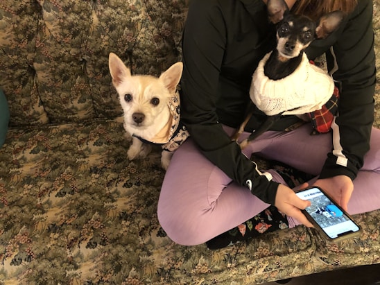 A warm photo of Susan smiling with two playful dogs beside her, surrounded by colorful cushions and math books.