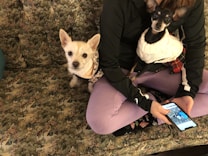 A person sitting on a patterned couch with two small dogs. One dog is wearing a scarf and sitting directly on the couch, the other is dressed in a white sweater and is resting on the person's lap. The person holds a smartphone displaying an image.