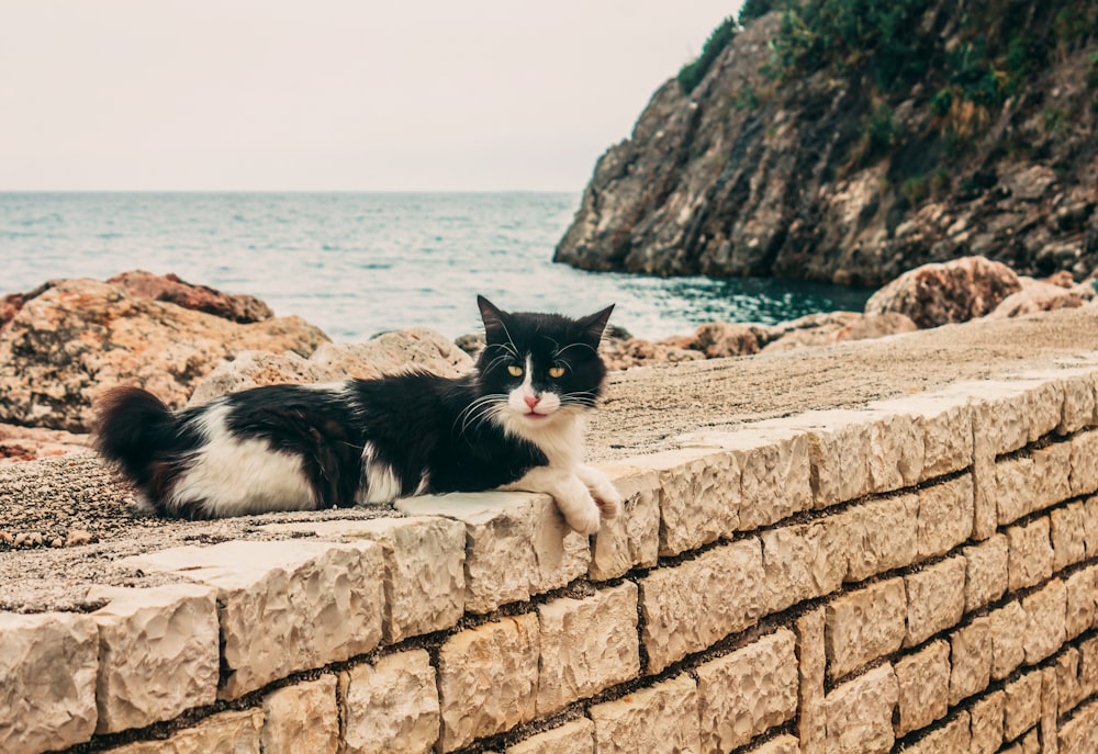 Gatto smoking sul muro di cemento vicino al mare durante il giorno