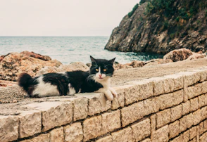 tuxedo cat on concrete wall near sea during daytime