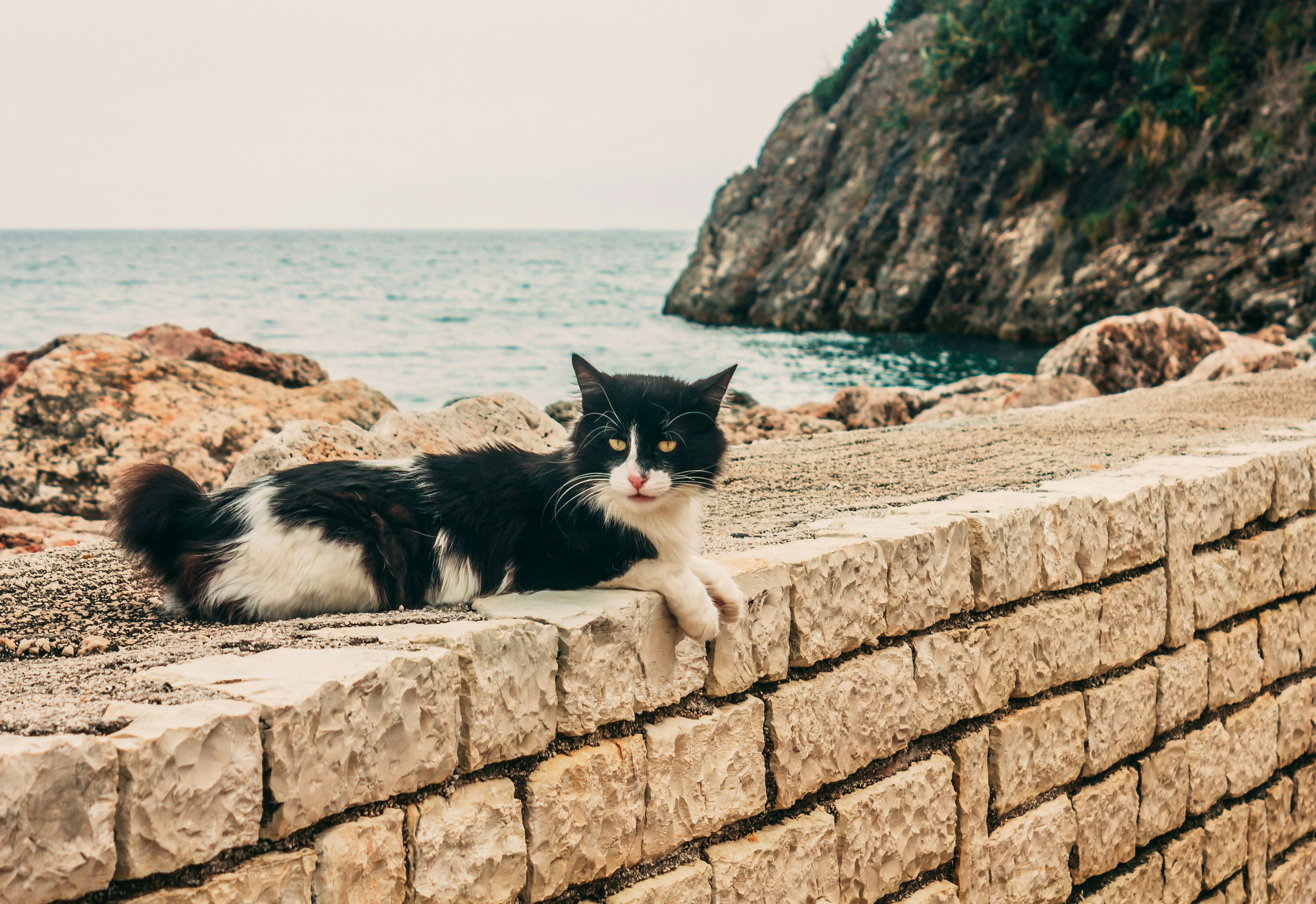 tuxedo cat on concrete wall near sea during daytime