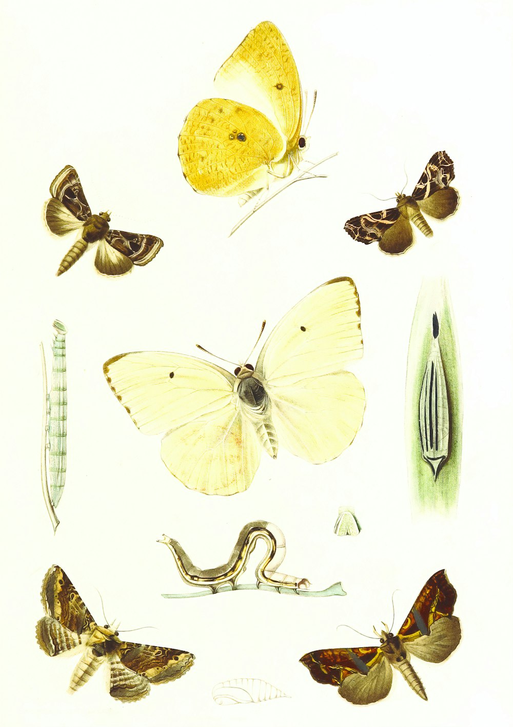 yellow butterfly and butterfly illustration