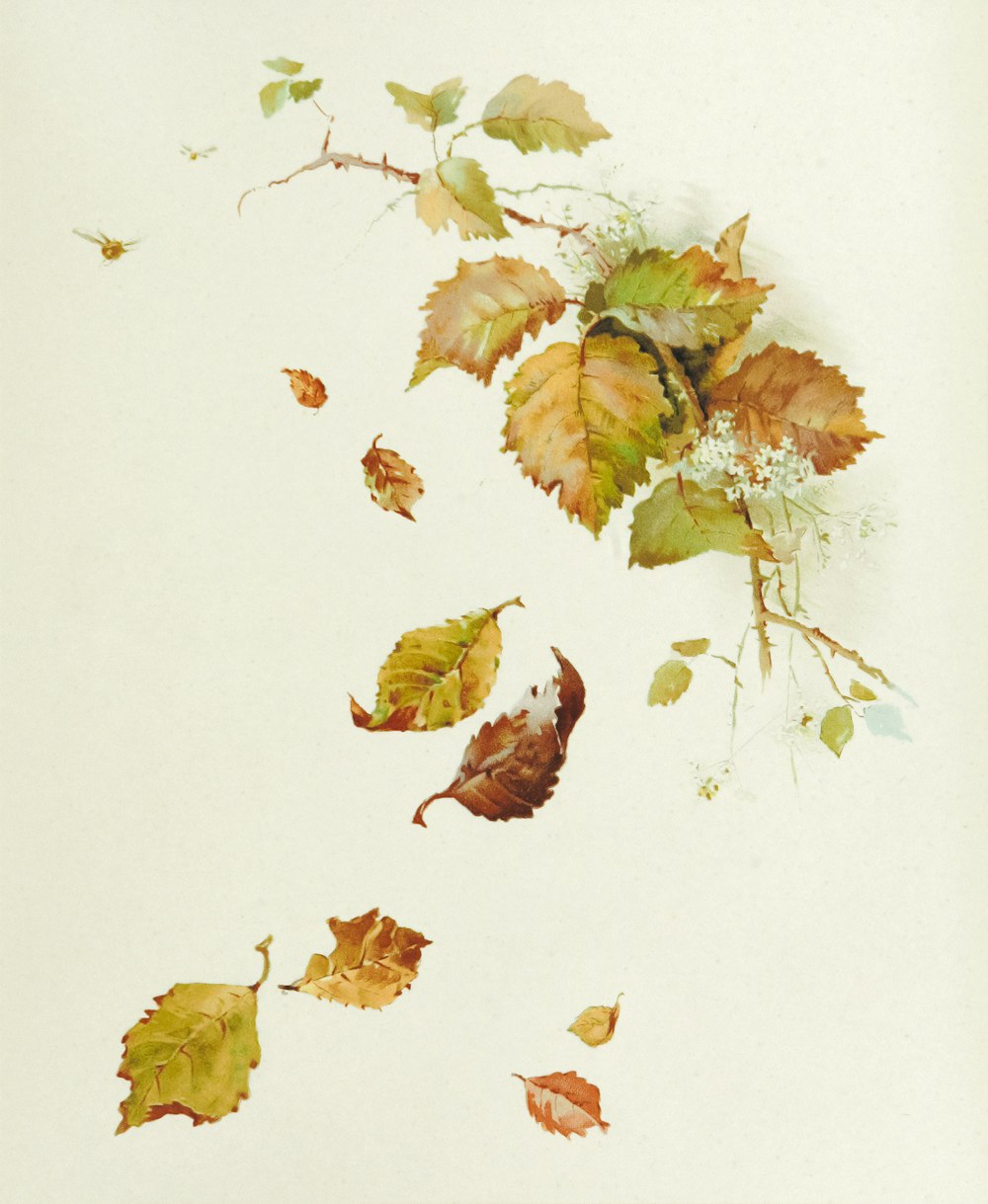 brown leaves on white surface