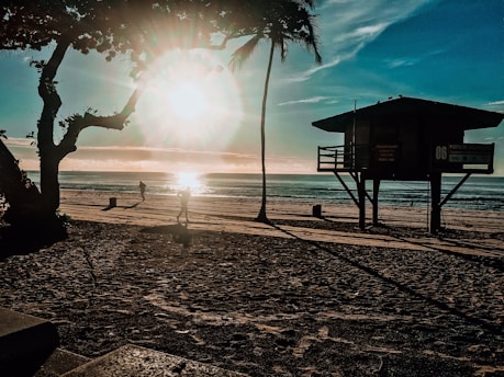 silhouette of palm tree near body of water during daytime