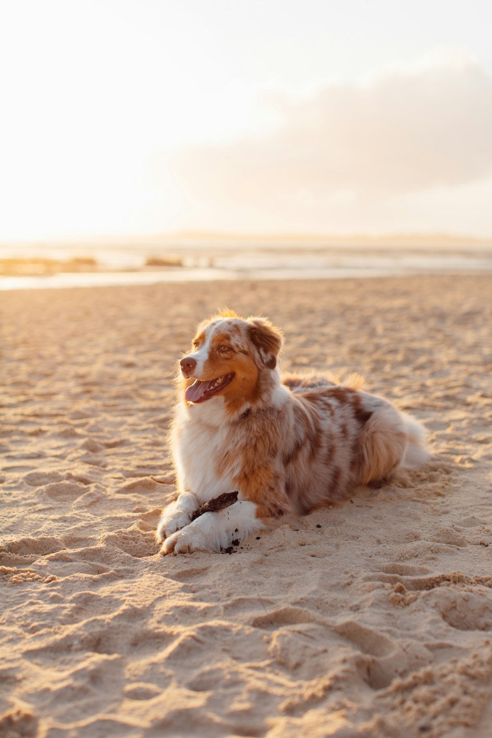 white and brown long coated dog sitting on brown sand during daytime