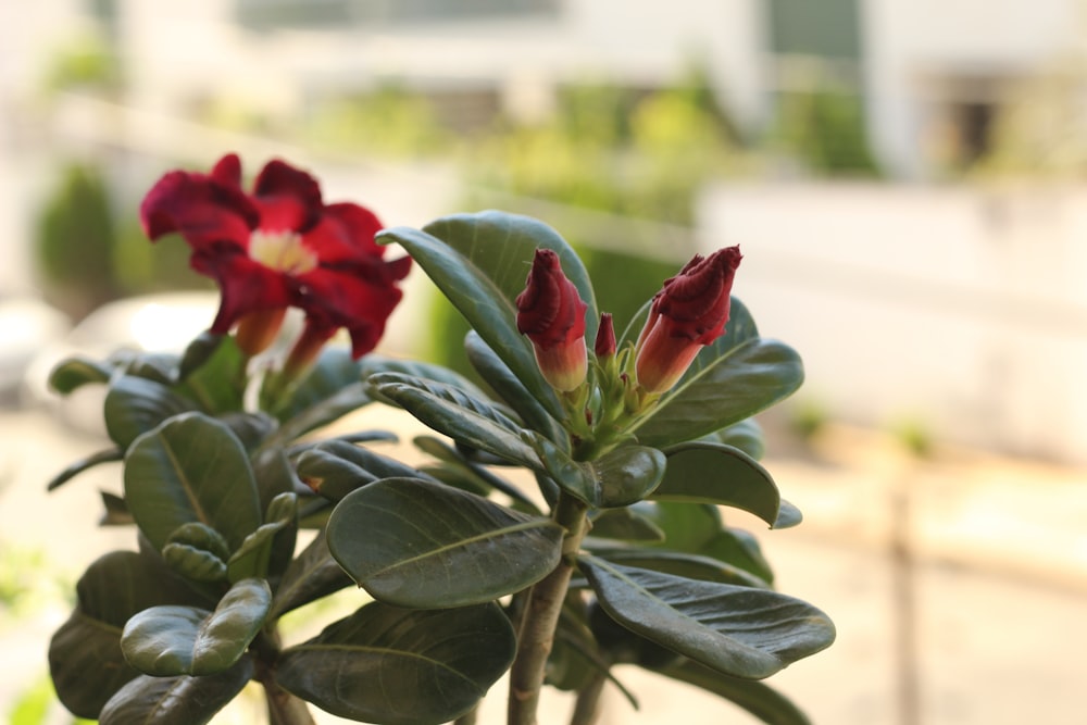 red flower with green leaves