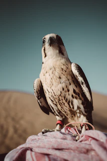 A falcon perched silently on a rocky outcrop surrounded by native bushes.