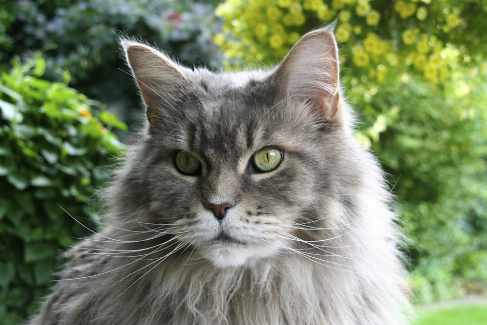 grey and white long fur cat