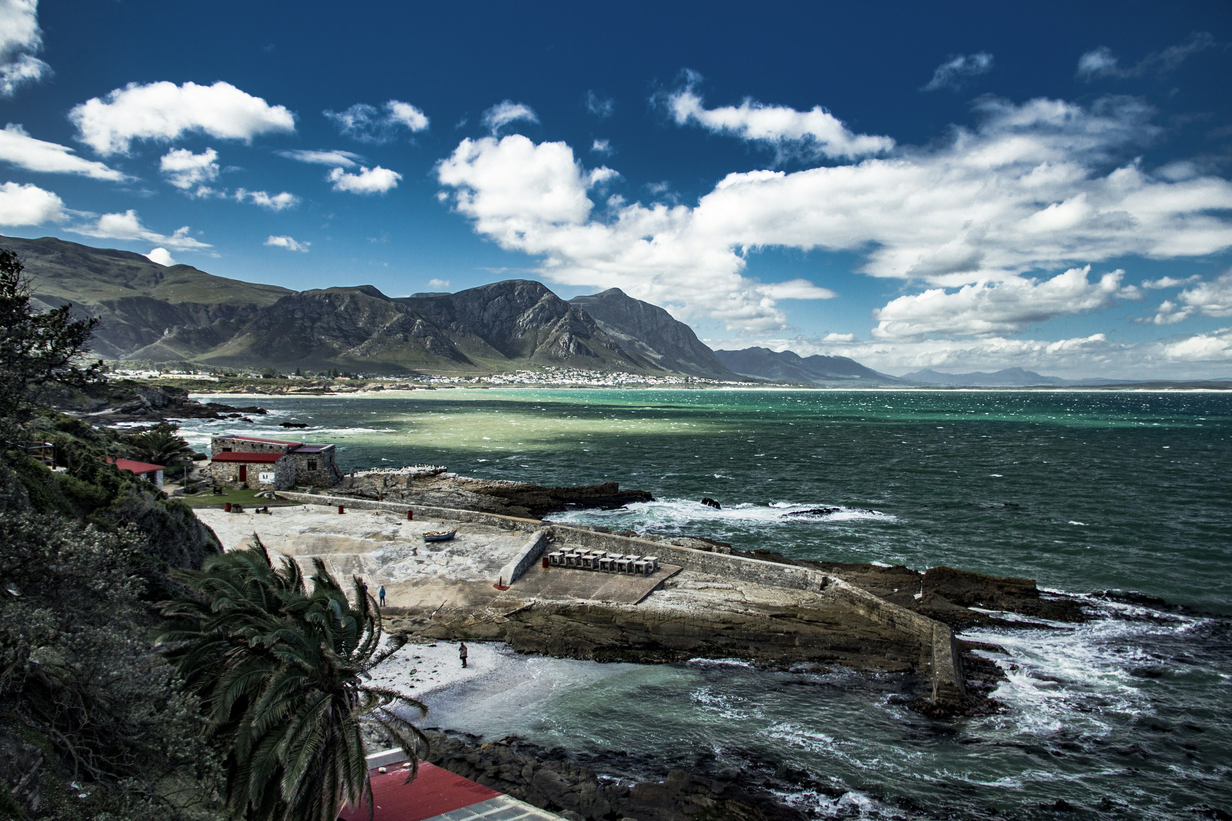 green palm tree near body of water during daytime