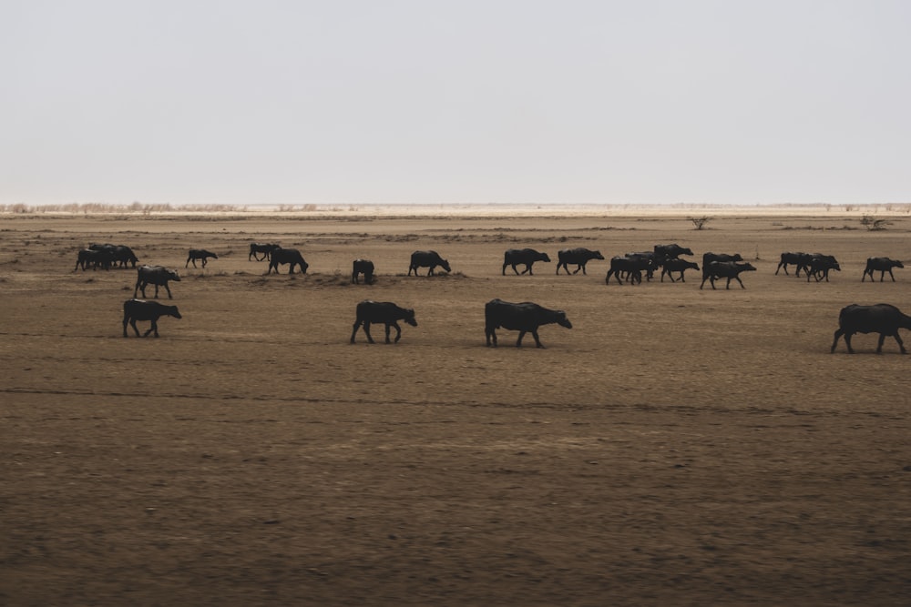 Una manada de ganado caminando por un campo de pasto seco