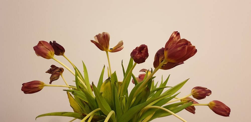 red and yellow tulips in bloom