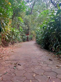 A peaceful path winding through tall trees with soft moss underfoot.